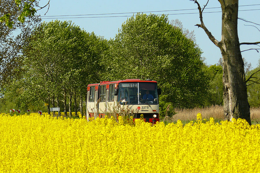 Ikarus 280.26 #2275